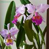 C.Massiliensis purple (dowiana aurea x trianae purple) и C.Maggie Raphael Purple (dowiana x trianae).